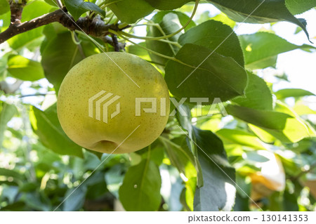 Nijisseiki Pear（鳥取縣百合濱町） 130141353