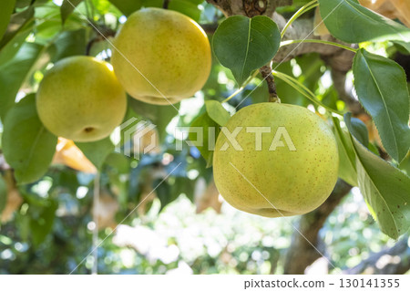 Nijisseiki Pear（鳥取縣百合濱町） 130141355