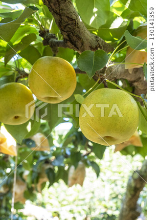 Nijisseiki Pear（鳥取縣百合濱町） 130141359