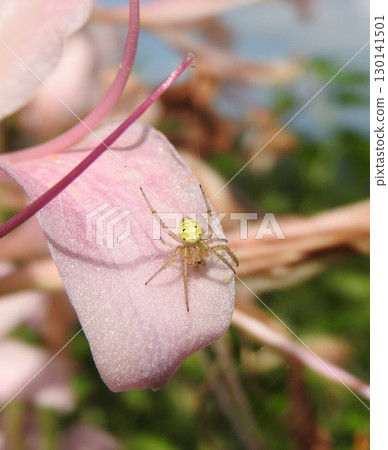 A "Dyo's orb spider" resting on the petals of a summer daffodil 130141501