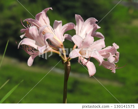 石蒜科的「夏珠茵」在盛夏盛開著粉紅色的花朵。 石蒜科的「夏珠茵」在盛夏盛開著粉紅色的花朵。 130141575