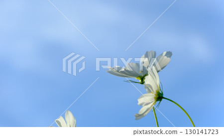 White cosmos swaying in the blue sky White cosmos swaying in the blue sky 130141723