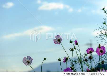 Pink and white cosmos blooming in the autumn sky Pink and white cosmos blooming in the autumn sky 130141727