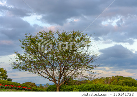 A tree standing in the evening sky 130141728