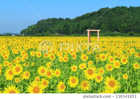 蔚藍的天空與向日葵田交相輝映的景象 <益子向日葵節(栃木縣)> 蔚藍的天空與向日葵田交相輝映的景象 <益子向日葵節(栃木縣)> 130141851