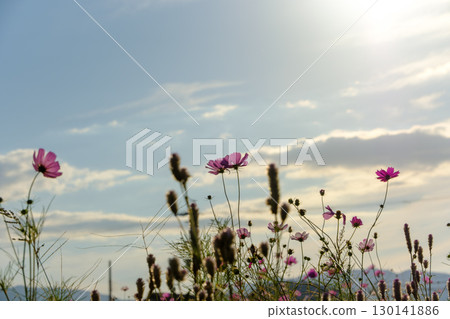 Pink cosmos blooming in the evening sky 130141886