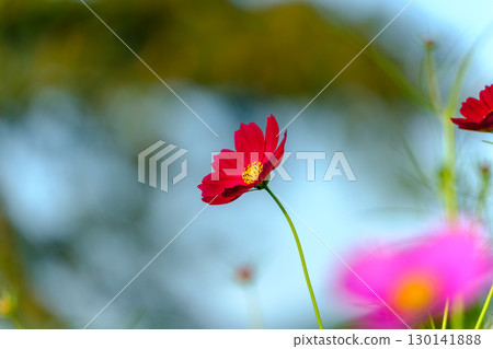 A close-up photo of red cosmos 130141888