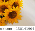 Yellow sunflowers on white background close-up with a copy space 130141904