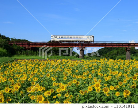 指宿枕崎線上的 Kiha 40 九州塗裝和向日葵 130141911