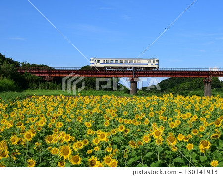 指宿枕崎線上的 Kiha 40 九州塗裝和向日葵 130141913