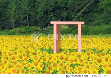 蔚藍的天空與向日葵田交相輝映的景象 <益子向日葵節(栃木縣)> 蔚藍的天空與向日葵田交相輝映的景象 <益子向日葵節(栃木縣)> 130141942