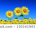 蔚藍的天空與向日葵田交相輝映的景象 <益子向日葵節（栃木縣）> 130141943