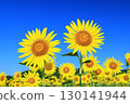蔚藍的天空與向日葵田交相輝映的景象 <益子向日葵節（栃木縣）> 130141944