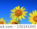 蔚藍的天空與向日葵田交相輝映的景象 <益子向日葵節（栃木縣）> 130141945