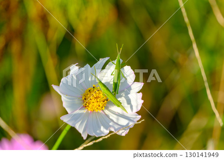 幾隻蚱蜢停在一朵白色的波斯菊上 130141949