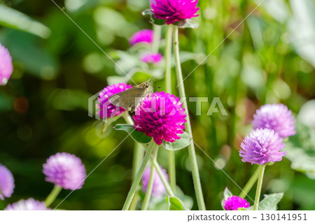 停在粉紅波斯菊上的船長蝶 130141951