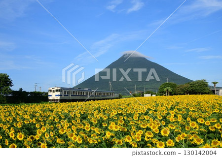 Kiha 47, sunflowers, and Mount Kaimondake on the Ibusuki Makurazaki Line Kiha 47, sunflowers, and Mount Kaimondake on the Ibusuki Makurazaki Line 130142004
