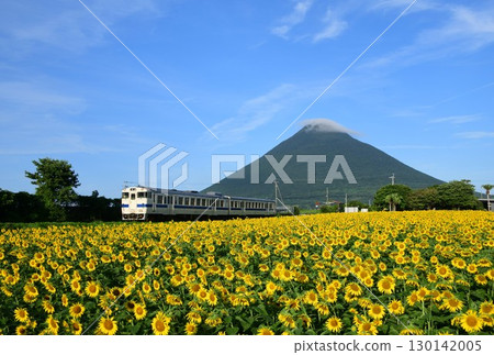 Kiha 47, sunflowers, and Mount Kaimondake on the Ibusuki Makurazaki Line 130142005