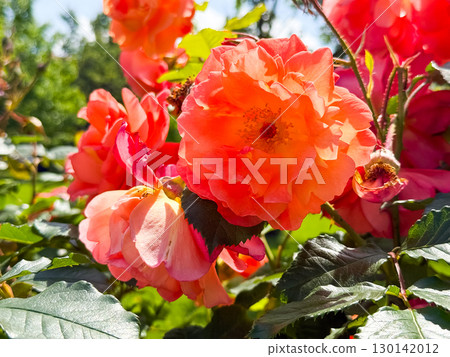 Rosa gallica, the Gallic rose, French rose or rose of Provins, is a species of flowering plant in the rose family, native to southern and central Europe eastwards to Turkey and the Caucasus. Rosa gallica, the Gallic rose, French rose or rose of Provins, is a species of flowering plant in the rose family, native to southern and central Europe eastwards to Turkey and the Caucasus. 130142012