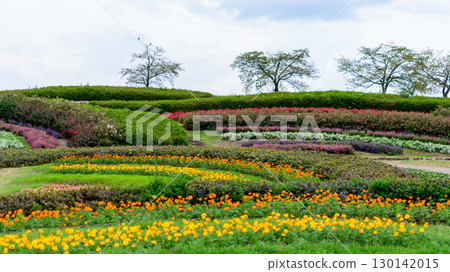 Autumn cosmos and salvia blooming in the flowerbed Autumn cosmos and salvia blooming in the flowerbed 130142015