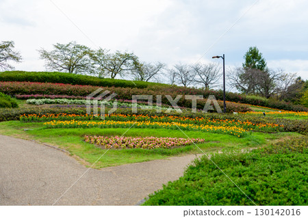 Autumn salvia and cosmos blooming in the flowerbed 130142016
