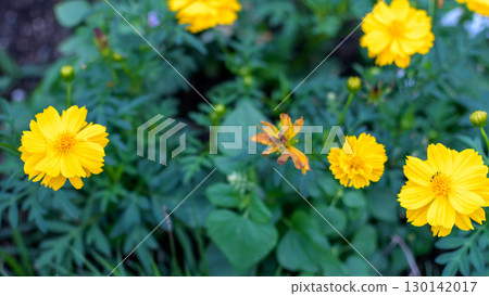 花壇裡盛開的黃色波斯菊 花壇裡盛開的黃色波斯菊 130142017