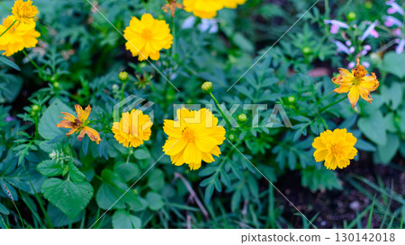 Yellow cosmos blooming in the flowerbed 130142018