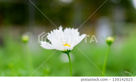 花壇裡盛開的褶邊白色波斯菊 130142023