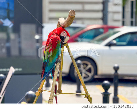 Colorful parrot ara perched on wooden stand outdoors in sunny urban environment. Exotic bird, wildlife, tropical nature, lifestyle and vibrant outdoor scene. 130142033