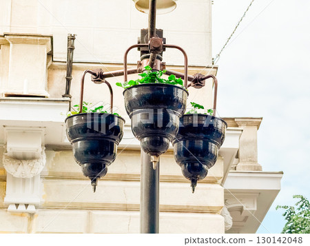 Black metal street lamp converted into hanging flower pots with green plants outdoors. Urban decor, architectural element, vintage charm and decorative city landscape. Black metal street lamp converted into hanging flower pots with green plants outdoors. Urban decor, architectural element, vintage charm and decorative city landscape. 130142048