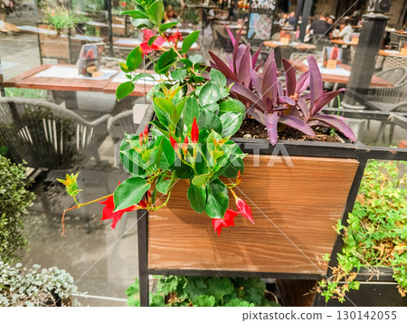 Red and purple plants arranged in wooden container with green foliage on cafe terrace in city. Urban lifestyle, decoration, nature, greenery and outdoor dining culture. 130142055