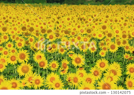 Spectacular blue skies and sunflower fields <Mashiko Sunflower Festival (Tochigi Prefecture)> Spectacular blue skies and sunflower fields <Mashiko Sunflower Festival (Tochigi Prefecture)> 130142075