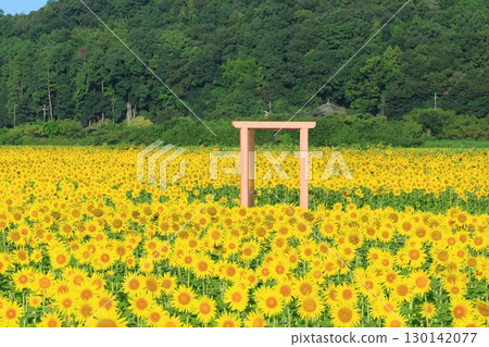 蔚藍的天空與向日葵田交相輝映的景象 <益子向日葵節(栃木縣)> 蔚藍的天空與向日葵田交相輝映的景象 <益子向日葵節(栃木縣)> 130142077