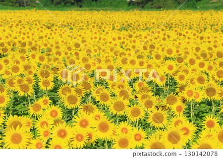 蔚藍的天空與向日葵田交相輝映的景象 <益子向日葵節(栃木縣)> 蔚藍的天空與向日葵田交相輝映的景象 <益子向日葵節(栃木縣)> 130142078
