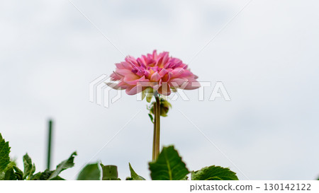 Autumn sky with pink dahlias blooming Autumn sky with pink dahlias blooming 130142122