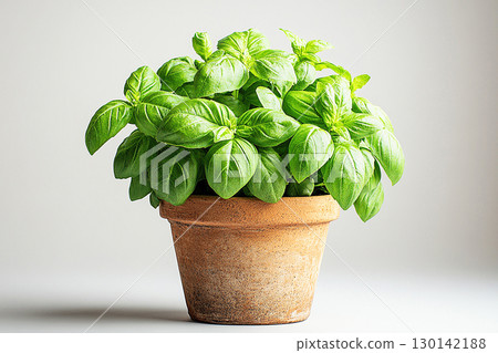 Potted basil plant with lush green leaves on a white background. Herb in ceramic pot. Top view Potted basil plant with lush green leaves on a white background. Herb in ceramic pot. Top view 130142188