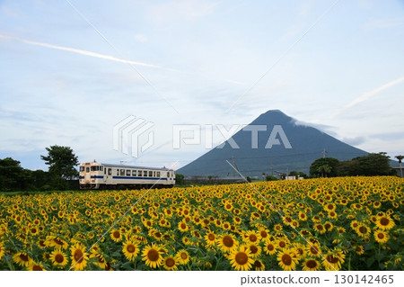 指宿枕崎線的KIHA40號列車在獨特的雲朵、向日葵和開聞山下行駛 指宿枕崎線的KIHA40號列車在獨特的雲朵、向日葵和開聞山下行駛 130142465