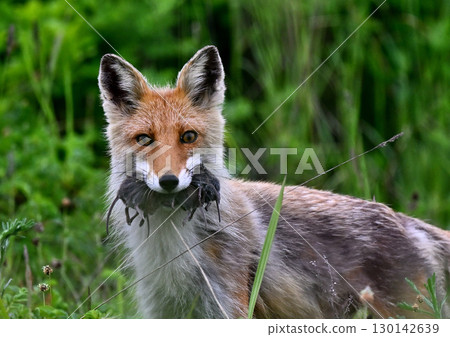 A red fox holding a field mouse 130142639