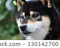 Shiba Inu觀看 130142700