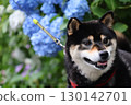 繡球花和Shiba Inu 130142701
