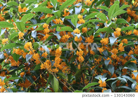 Flowers of blooming chestnut trees in full bloom 130143060