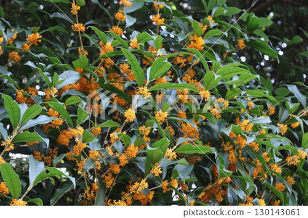 Flowers of blooming chestnut trees in full bloom 130143061