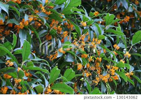 Flowers of blooming chestnut trees in full bloom 130143062