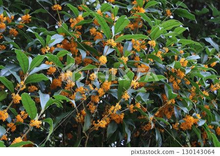 開花的栗樹花在盛開的 開花的栗樹花在盛開的 130143064