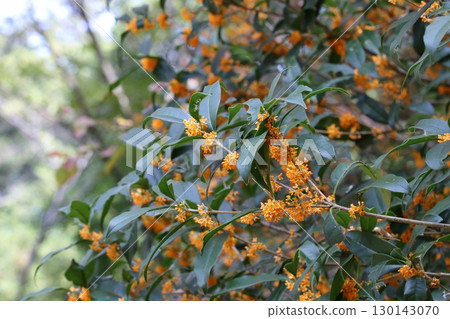 Flowers of blooming chestnut trees in full bloom Flowers of blooming chestnut trees in full bloom 130143070