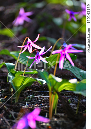 Dogtooth violets in Hida Historical Village (Niigata Prefecture) 130143189