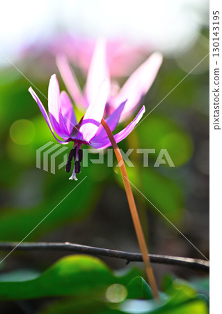 Dogtooth violets in Hida Historical Village (Niigata Prefecture) 130143195