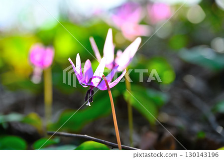 飛驒歷史村（新潟縣）的犬齒紫羅蘭 130143196