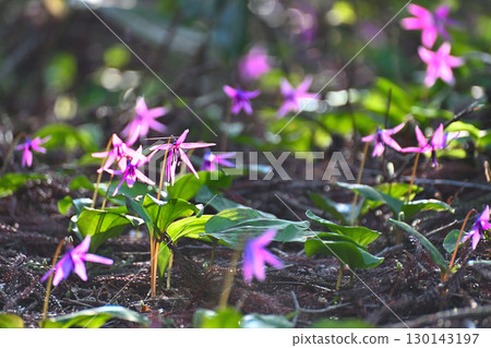 飛驒歷史村（新潟縣）的犬齒紫羅蘭 130143197