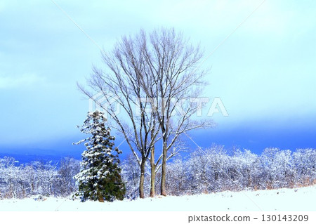 First snowfall in Yamamotoyama Plateau, Ojiya City, Niigata Prefecture First snowfall in Yamamotoyama Plateau, Ojiya City, Niigata Prefecture 130143209